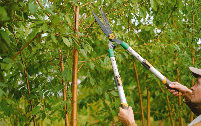 Tree trimming in Enterprise, OR